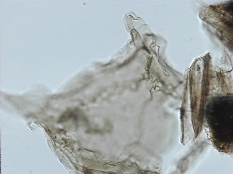 Endoceratium ludbrookiae.jpg