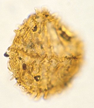 Ellipsodinium rugulosum.jpg