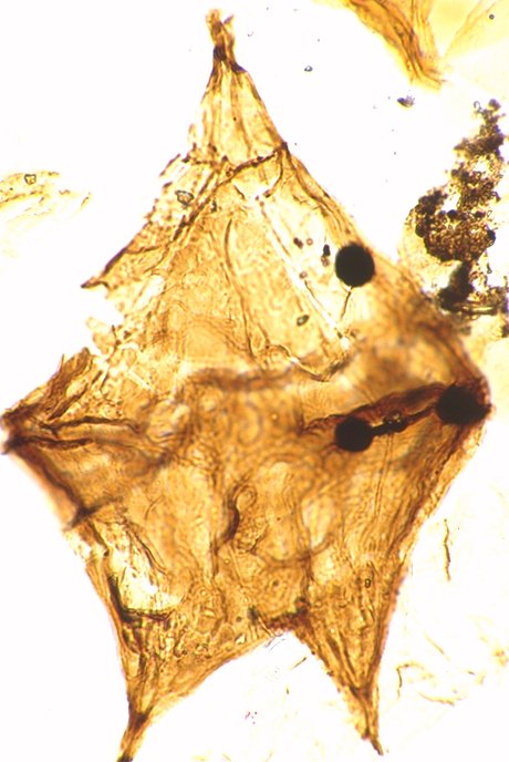 Phelodinium kozlowskii.jpg