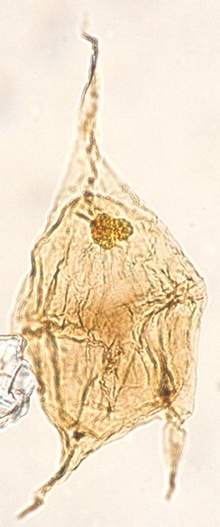 Cerodinium diebelii.jpg