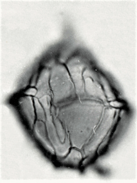 C. ventriosum (1).png