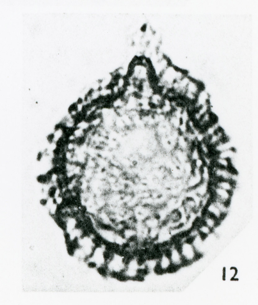 00502_Chlamydophorella_nyei.jpg