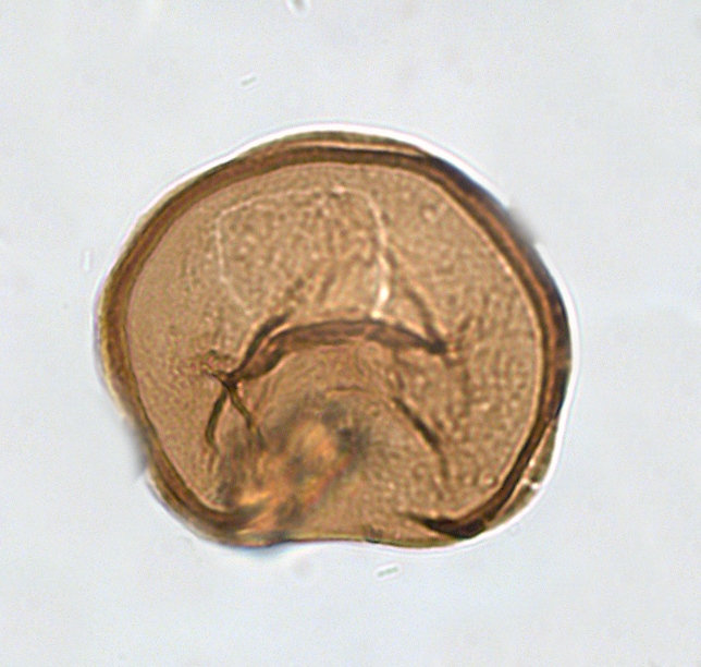 S. nephroides 5.png