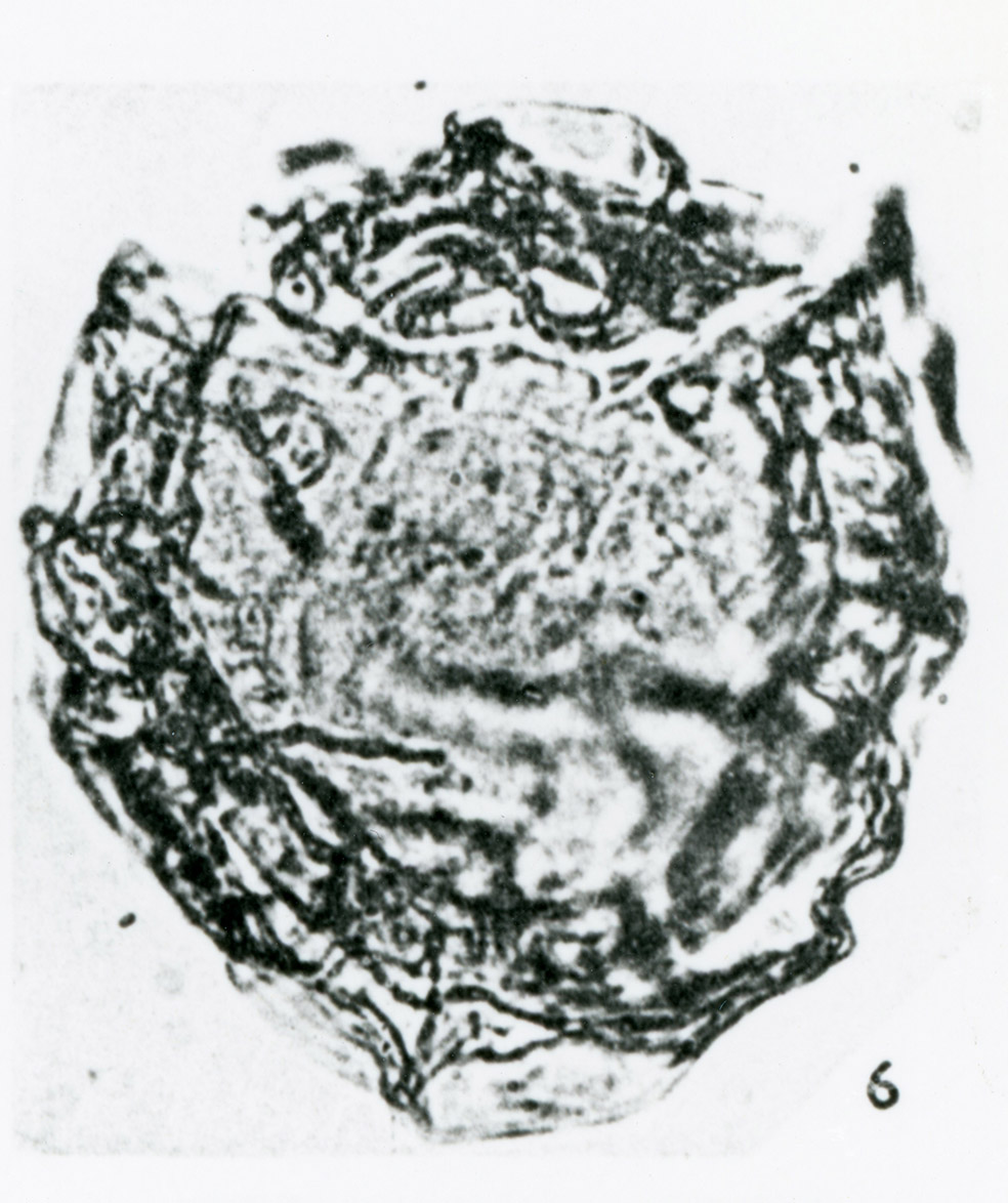 Cyclonephelium_membraniphorum.jpg