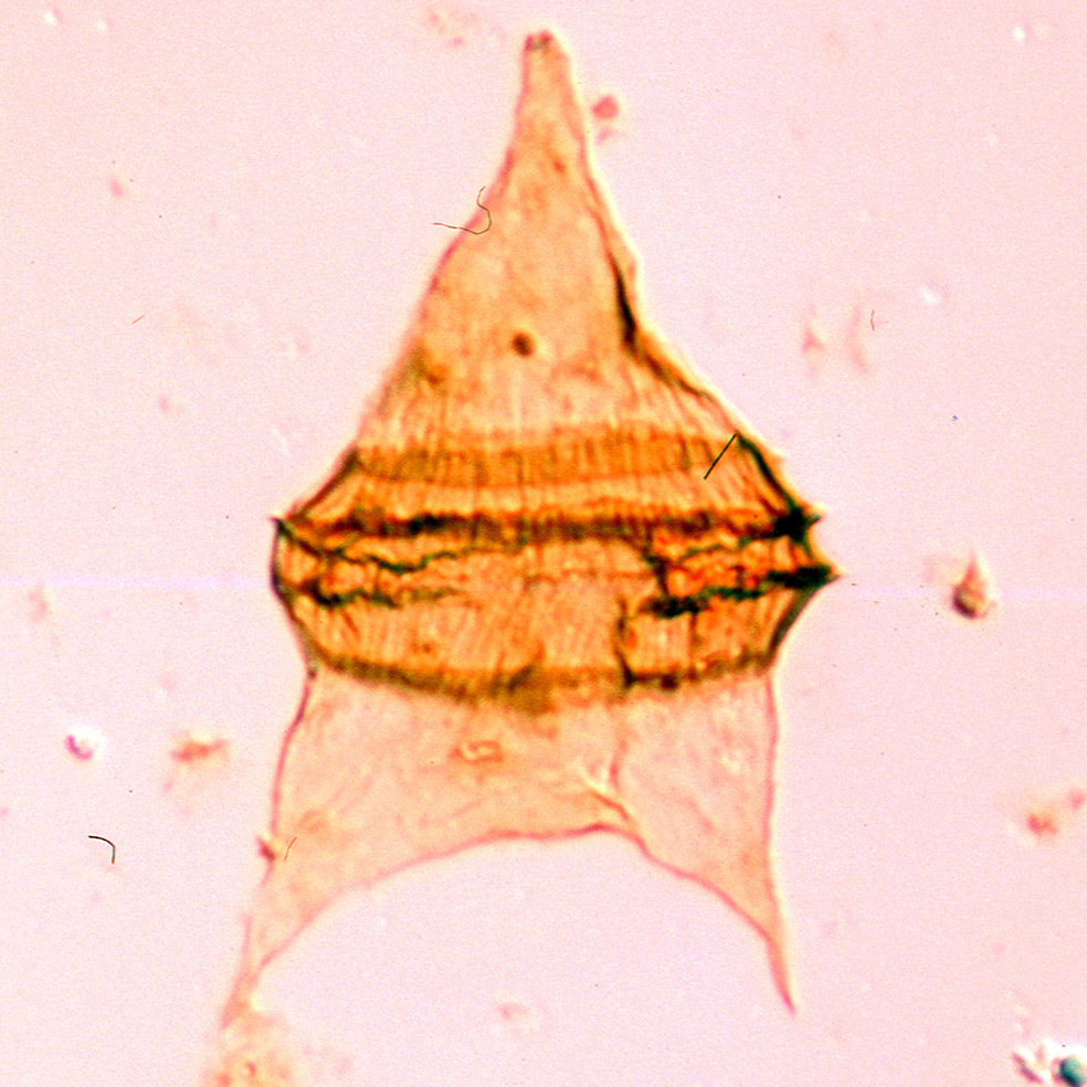 Cerodinium depressum.jpg