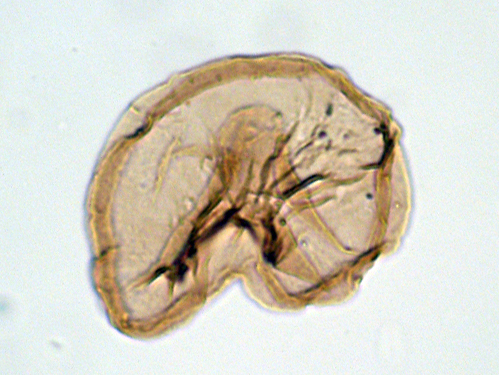 S. nephroides 3.jpg