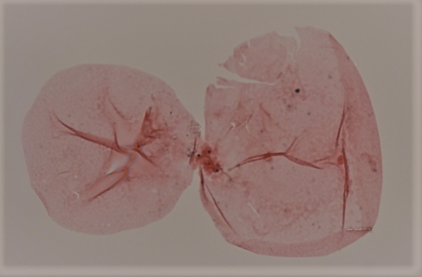 M. groenlandicum(9).png