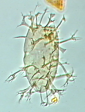 Distatodinium paradoxum.jpg