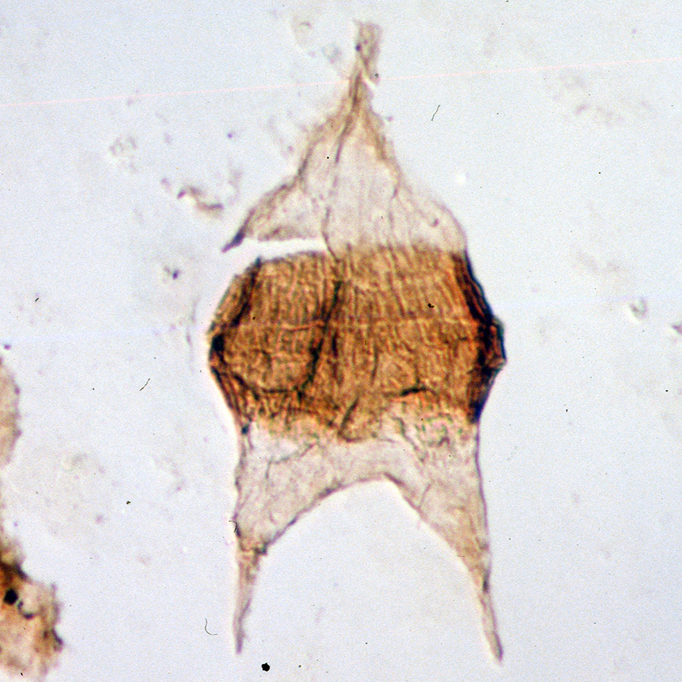 Cerodinium depressum.jpg