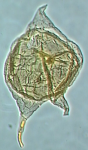 Cerodinium glabrum.jpg