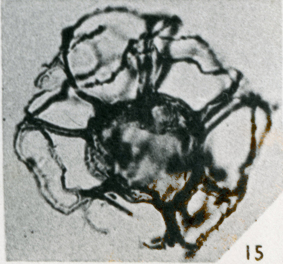 Cannosphaeropsis apiculata_holotype.jpg