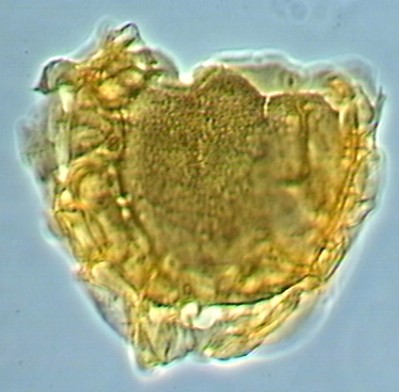 Membranophoridium aspinatum.jpg