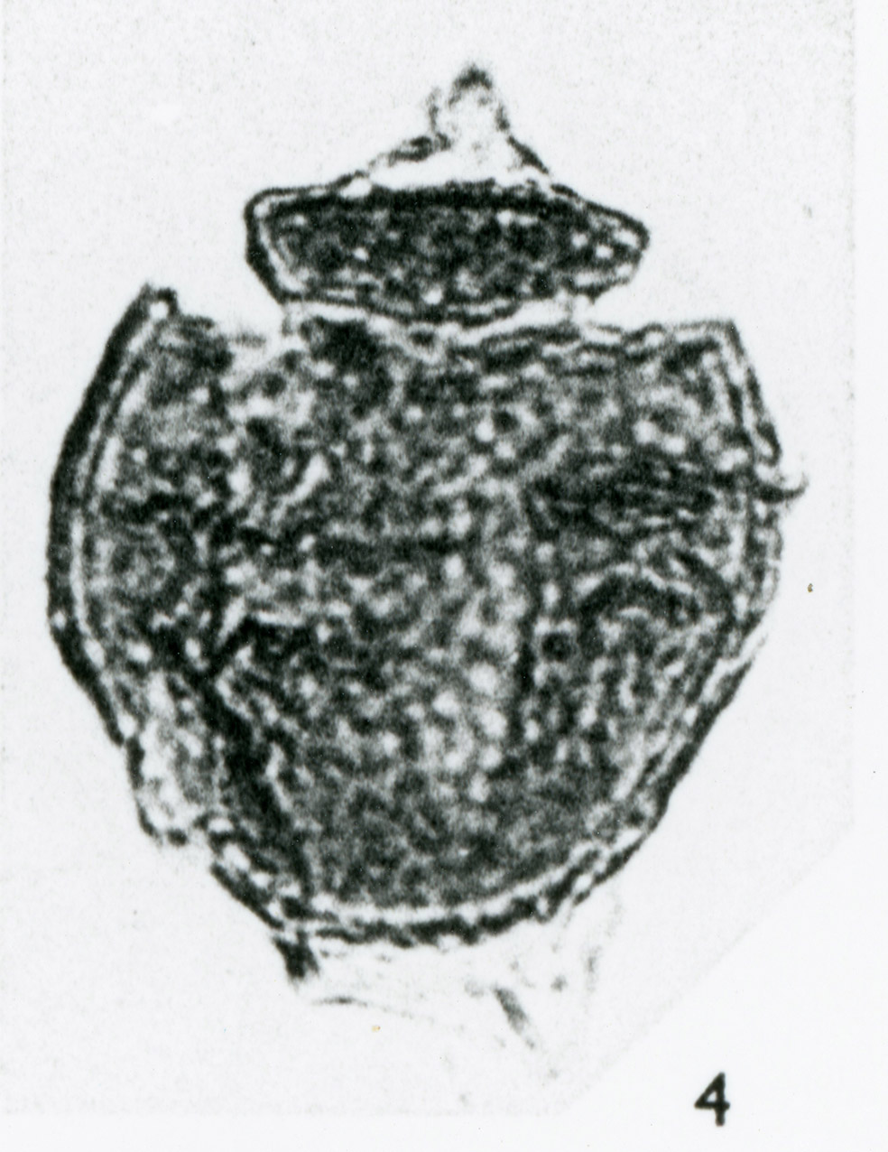 Ascodinium_verrucosum_holotype.jpg