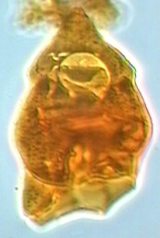 Isabelidinium cooksoniae.jpg