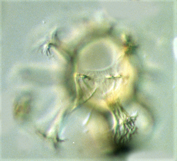 C. fibrospinosum 4.png