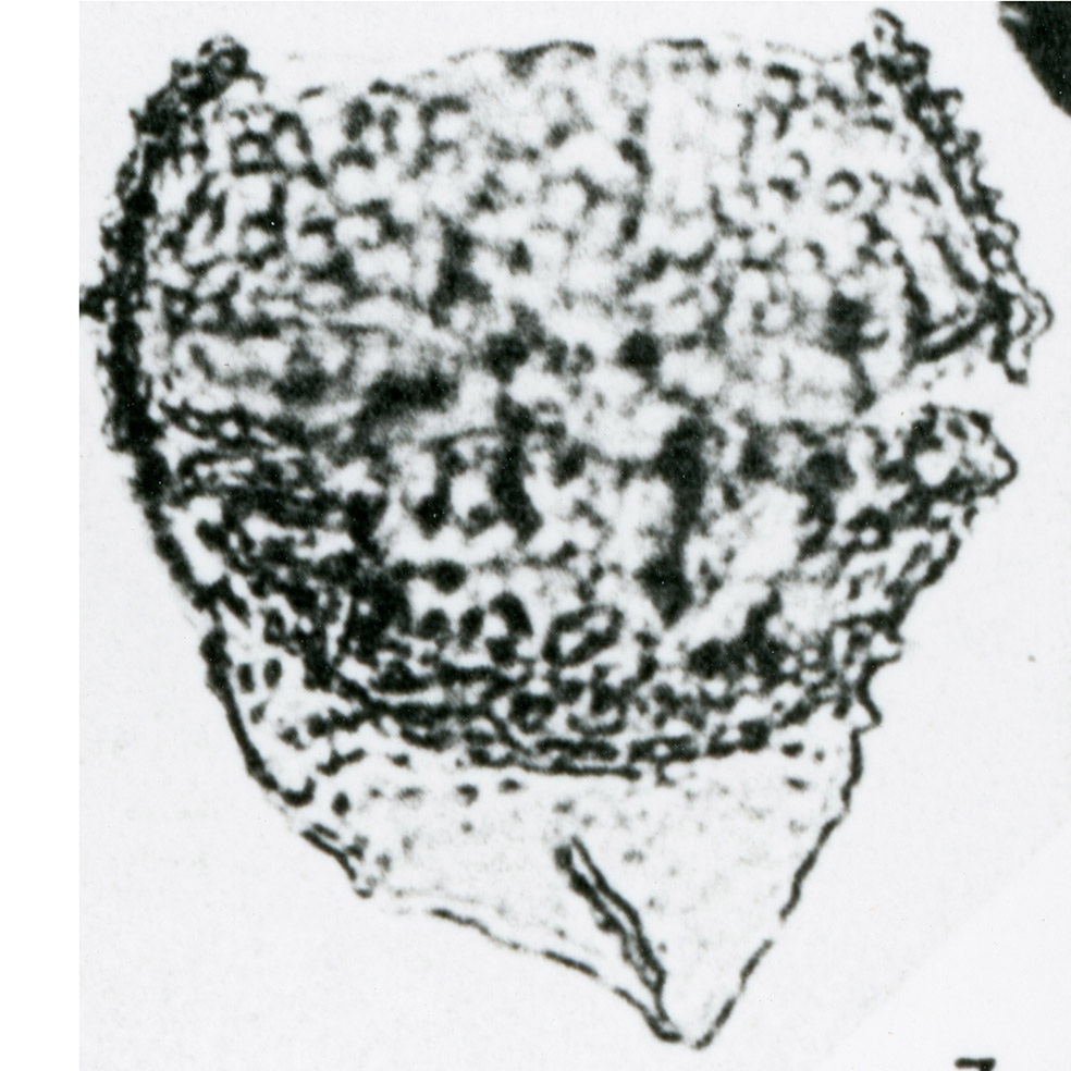 Ascodinium_verrucosum.jpg