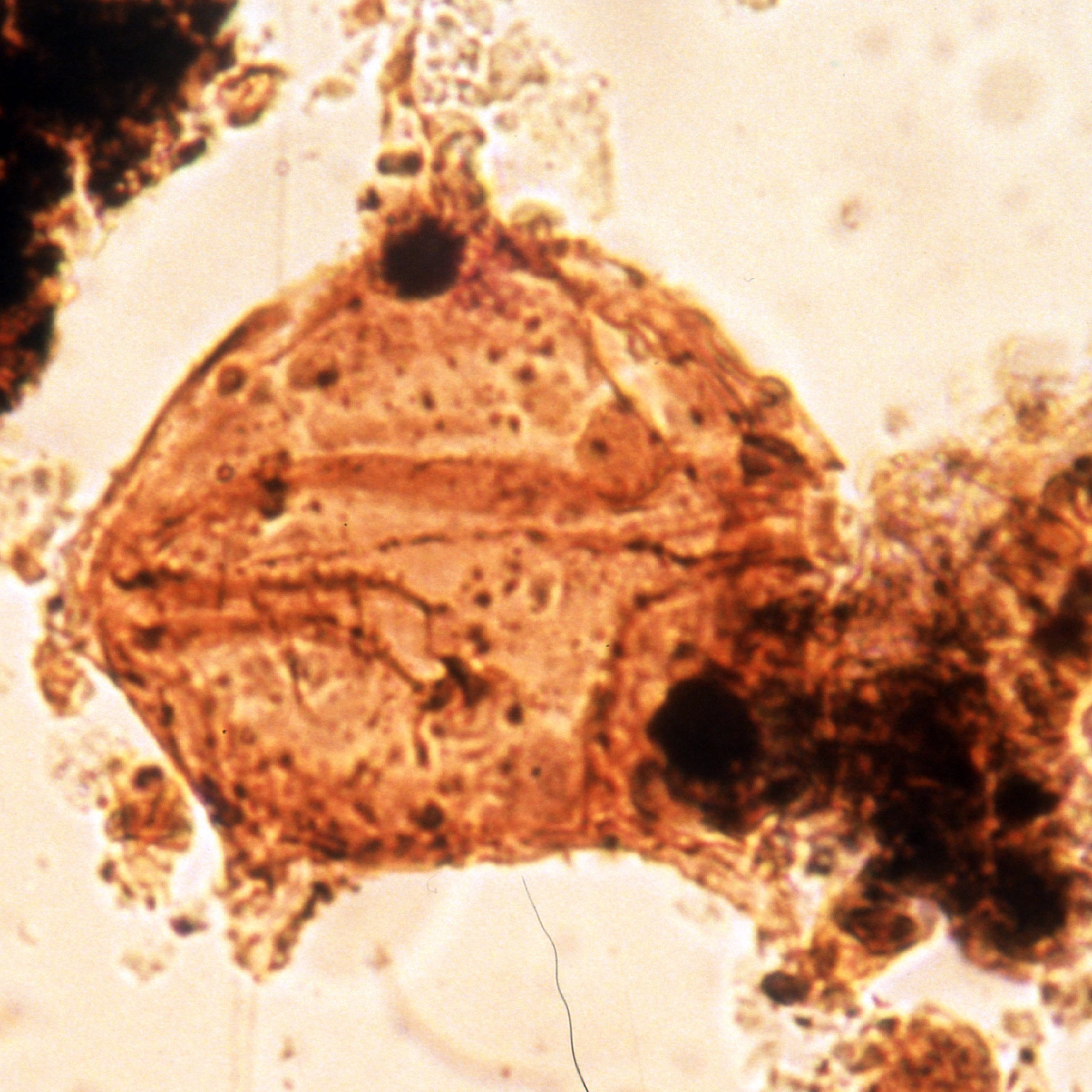Ceratiopsis_sibirica_holotype copy.jpg
