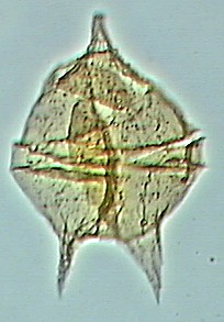 Cerodinium speciosum.jpg