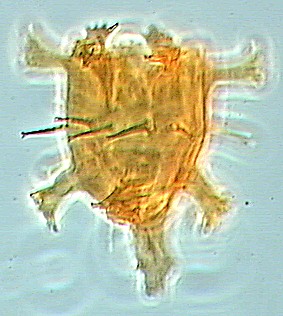 Hkolp-D2-3115-01_238_1065_40_10_P_hi.jpg