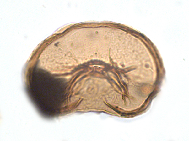 S. nephroides 2.png