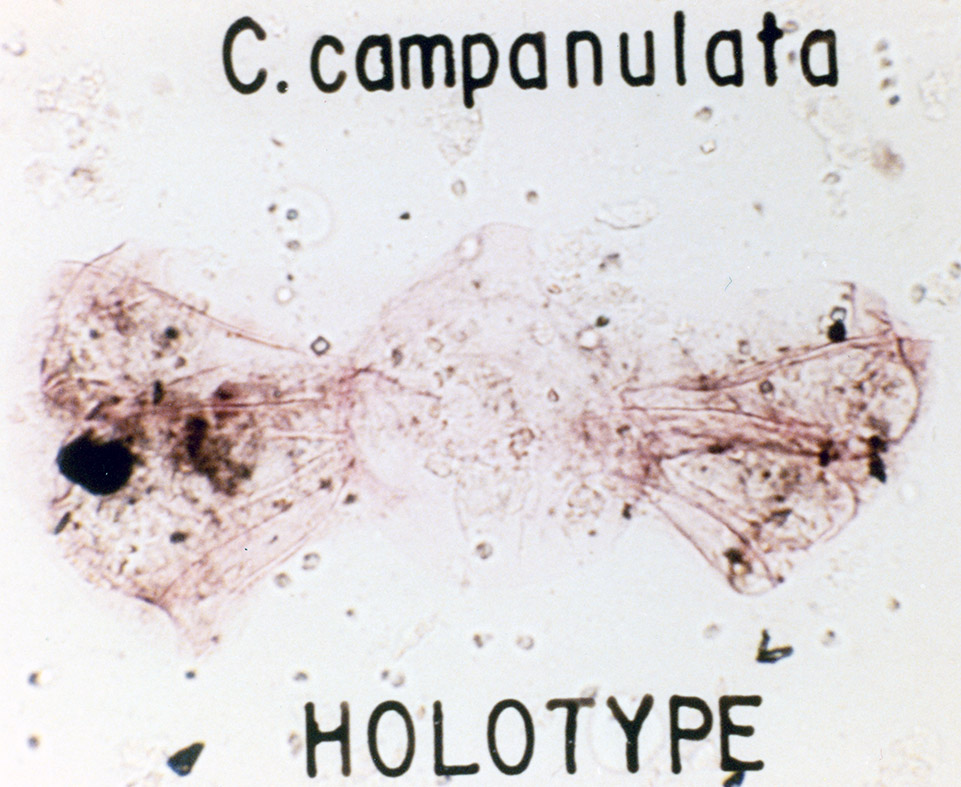 Codoniella campanulata.jpg