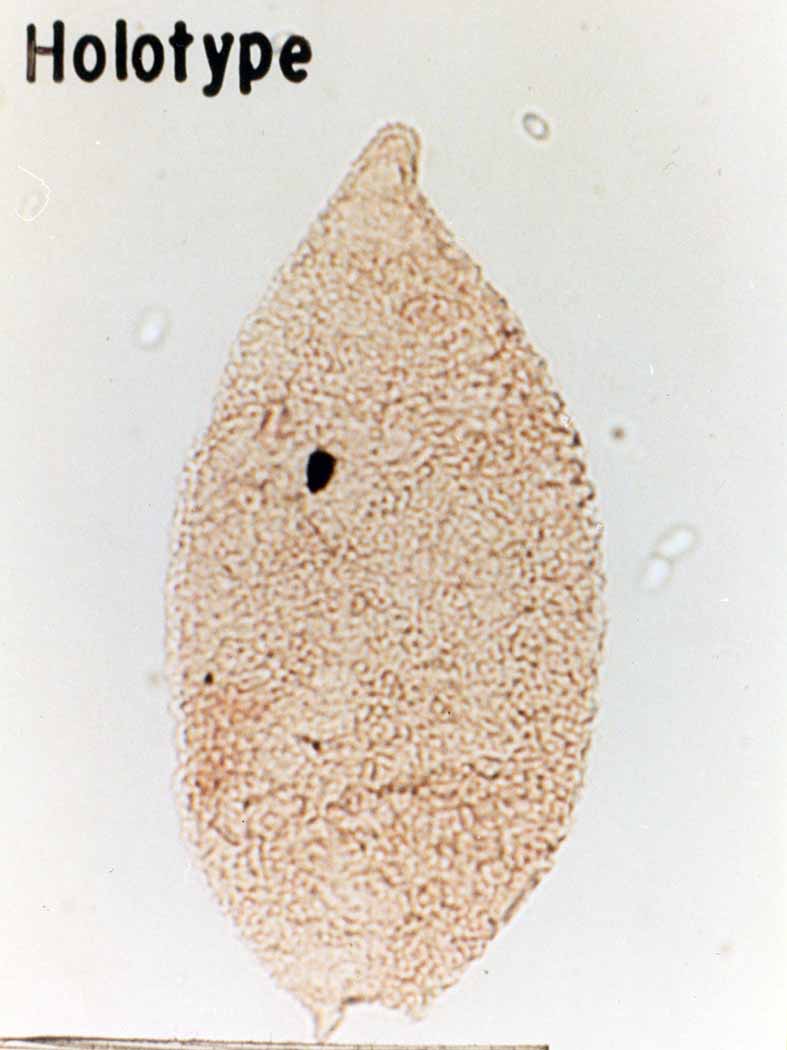 Batioladinium micropodum.jpg