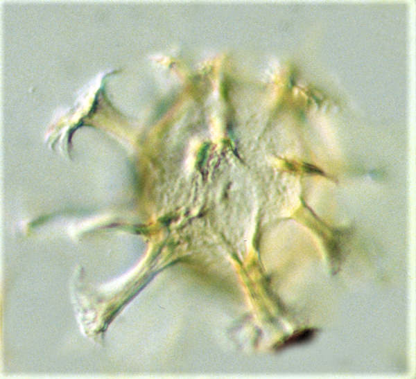 C. fibrospinosum 1.png