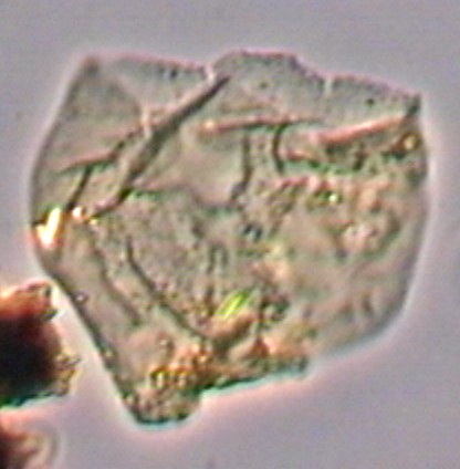 Circulodinium colliveri.jpg