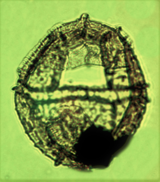 I. cassiculus (6).png