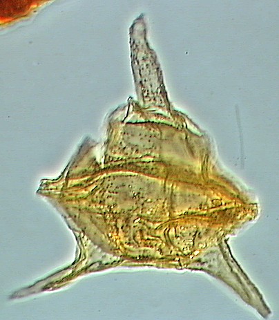 Cerodinium obliquipes.jpg