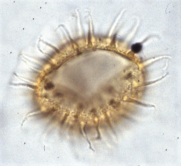 P. clavulus.png