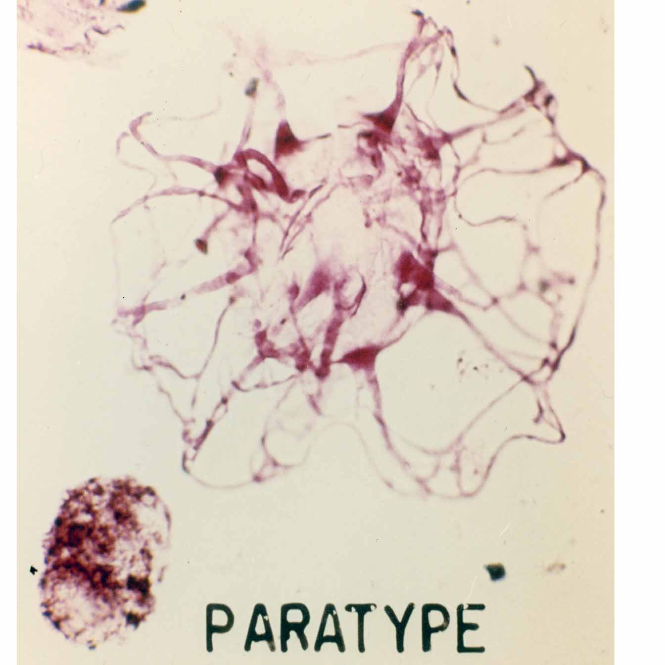 Adnatosphaeridium filamentosum.jpg