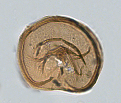 S. nephroides 6.png