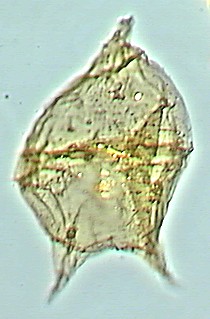 Cerodinium speciosum.jpg