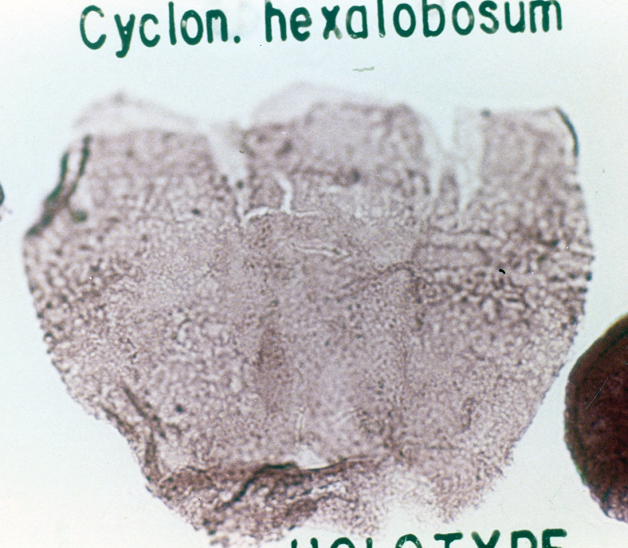 Cyclonephelium_hexalobosum_holotype.jpg