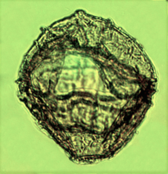 I. cassiculus (1).png