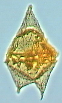 Cerodinium speciosum.jpg