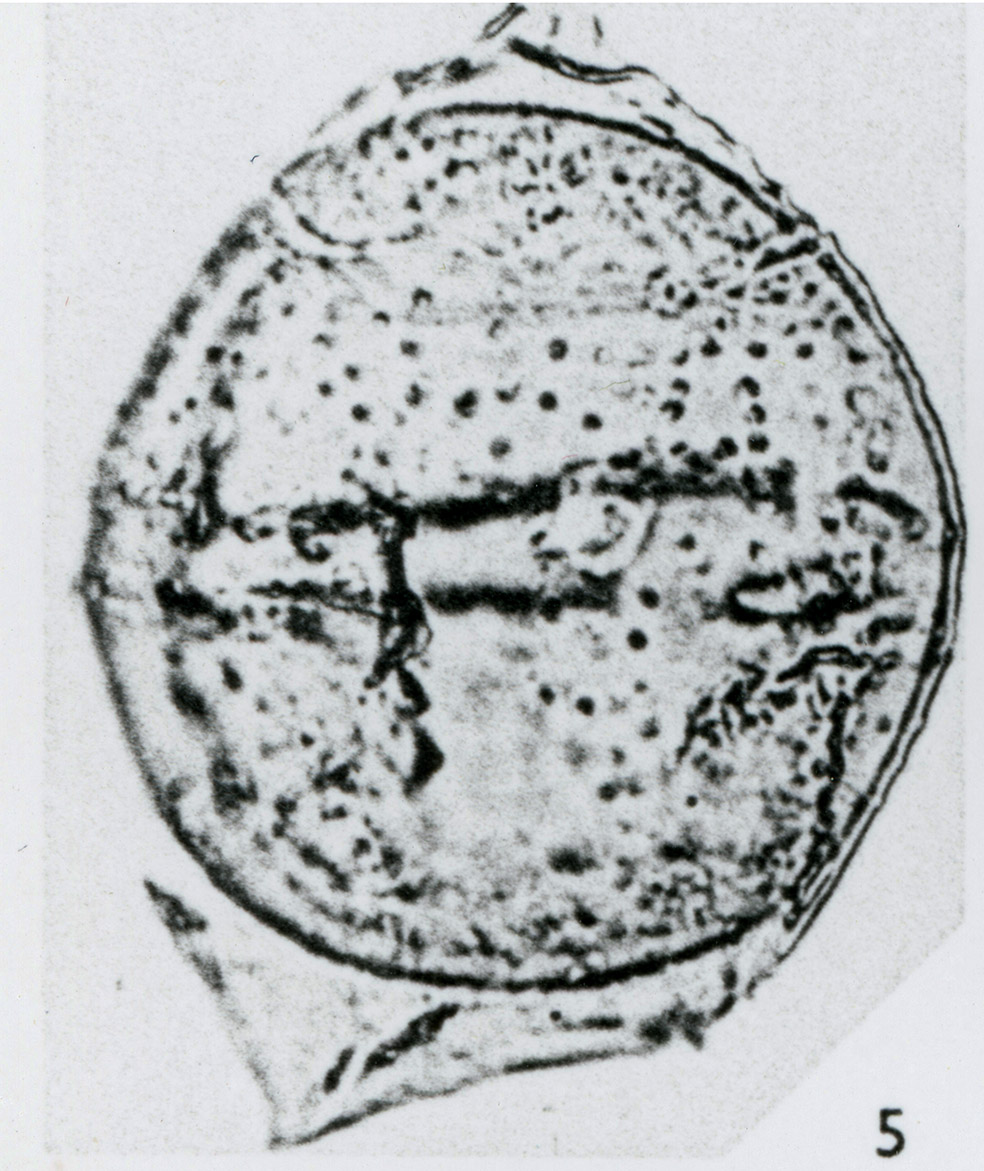 Ascodinium_verrucosum.jpg