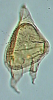 Cerodinium speciosum.jpg