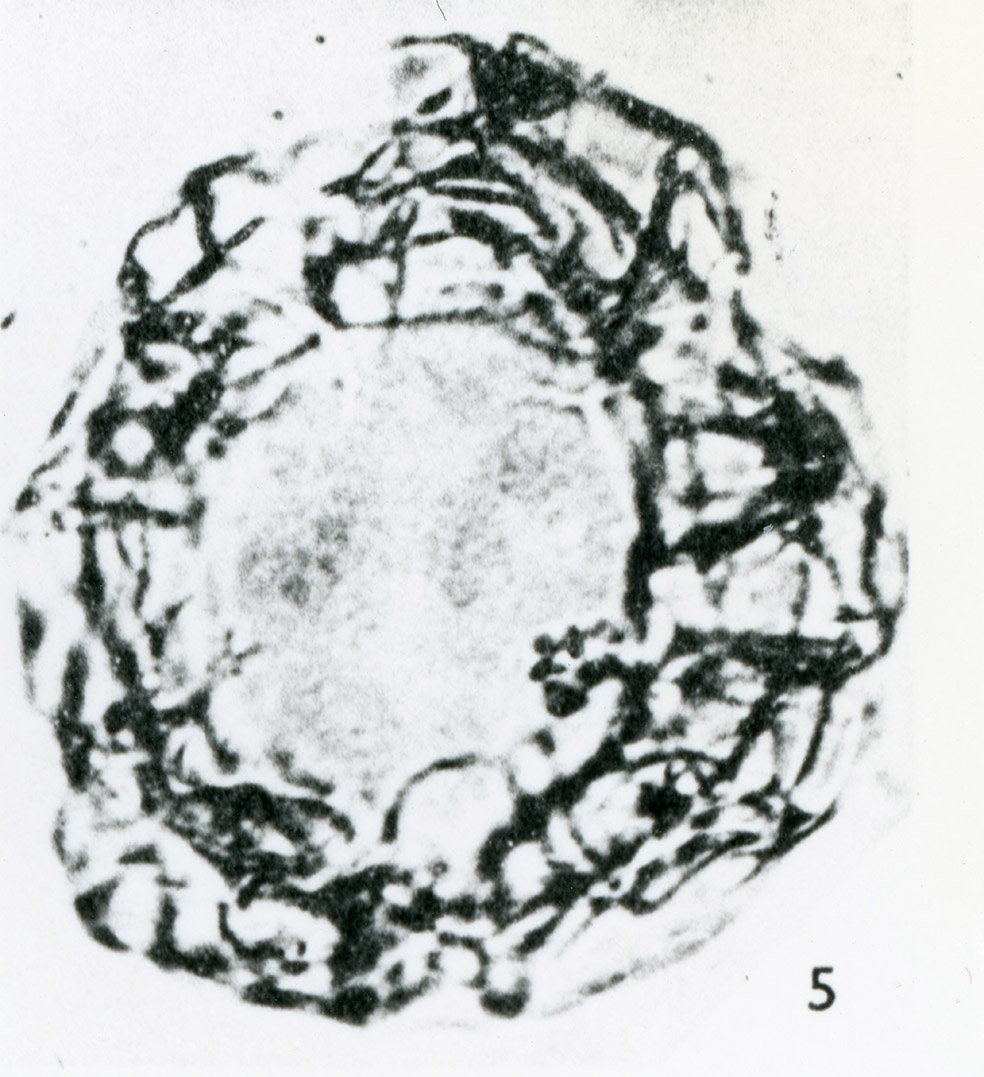 Cyclonephelium_membraniphorum.jpg