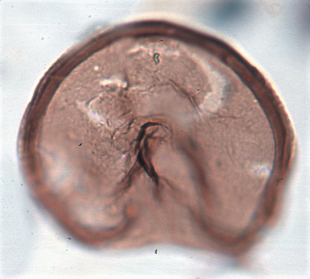 S. nephroides 7.png