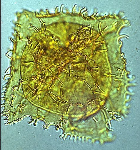 Vallodinium echinosuturatum.jpg