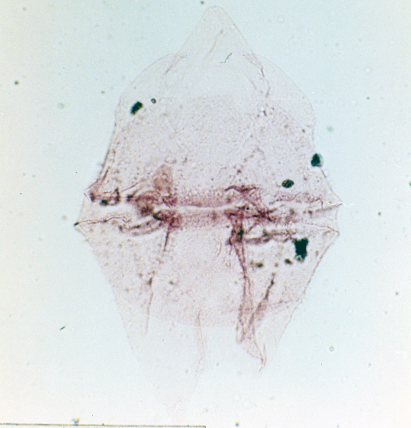 Chatangiella micracantha.jpg