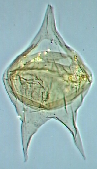 Cerodinium glabrum.jpg