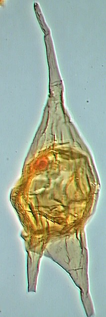 Cerodinium diebelii.jpg