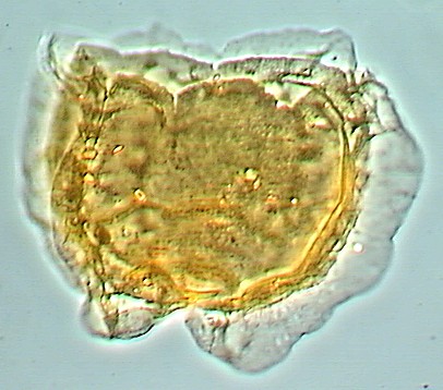 Membranophoridium aspinatum.jpg