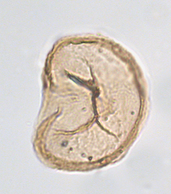 S. nephroides 1.png