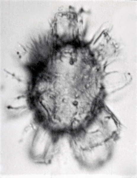 Florentinia flosculus.png