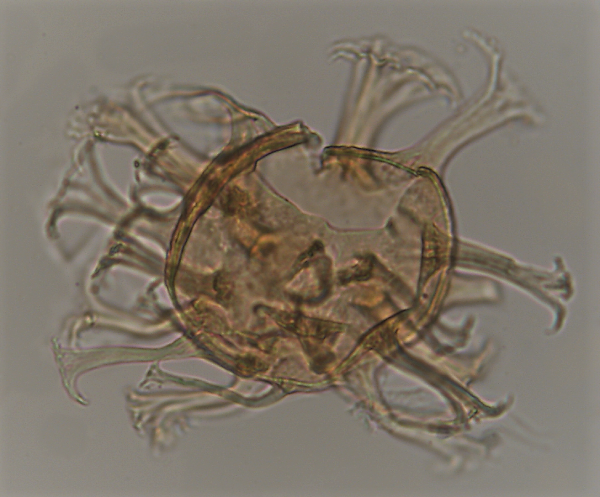 C. fibrospinosum.png