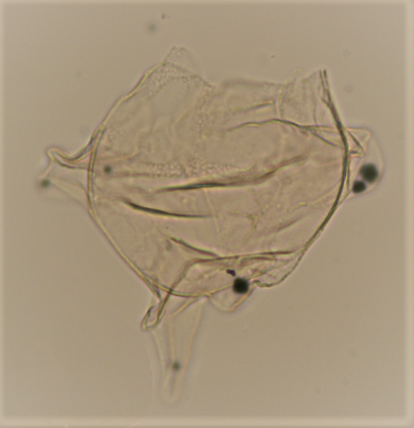 M. simplex(1).png